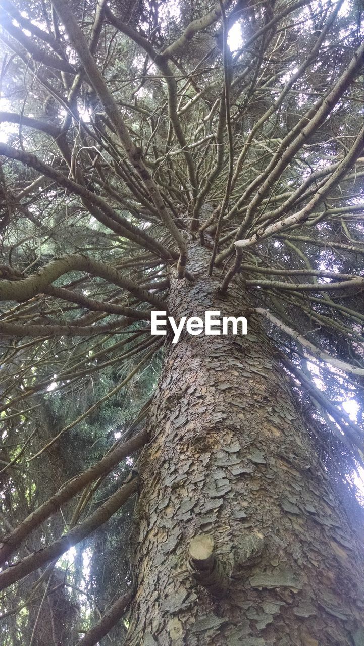 LOW ANGLE VIEW OF TREE BRANCHES