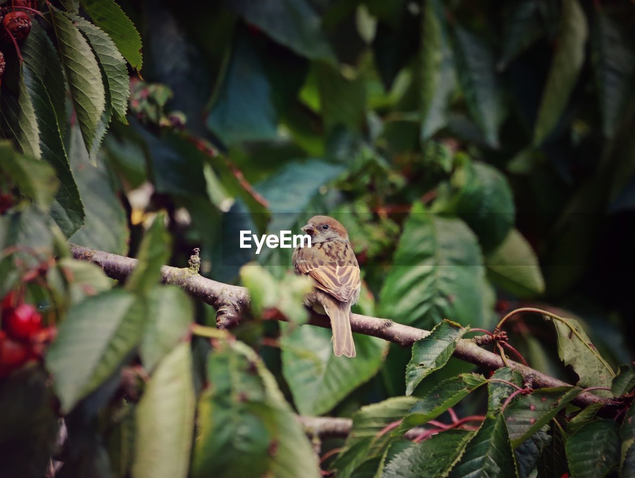 Close-up of bird on tree