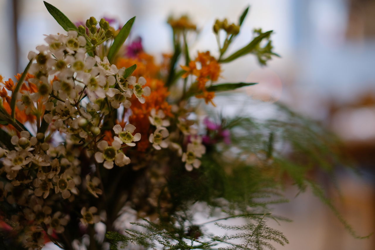 CLOSE-UP OF FLOWERS AGAINST BLURRED BACKGROUND