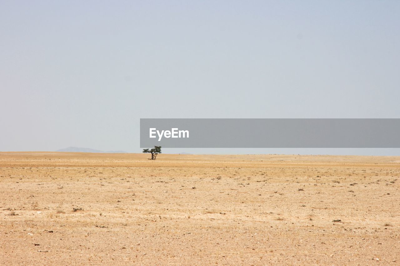 Single tree in desolate landscape of sand and desert in solitaire, nambia.