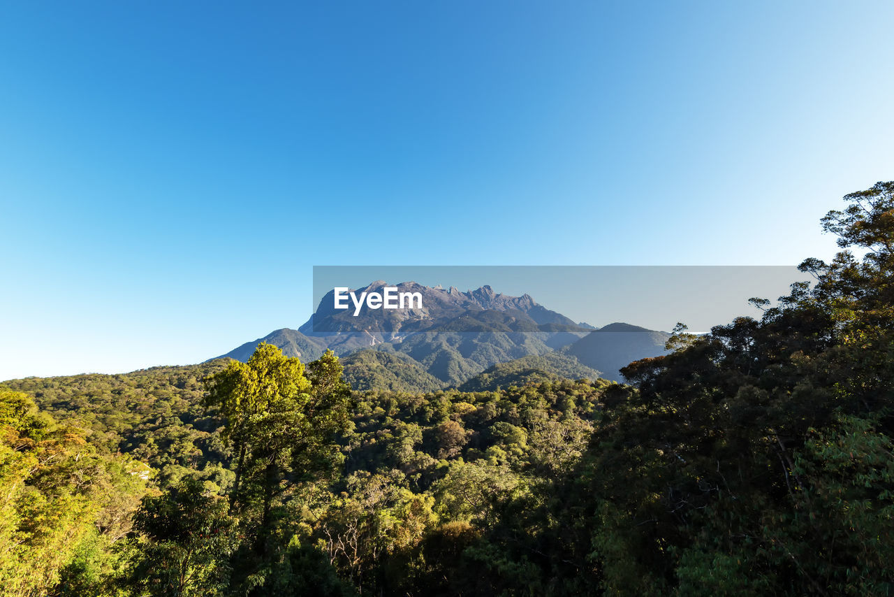 low angle view of trees and mountains against clear blue sky