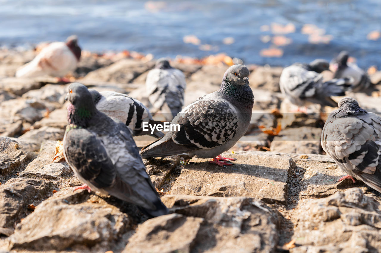 high angle view of pigeons perching on rock