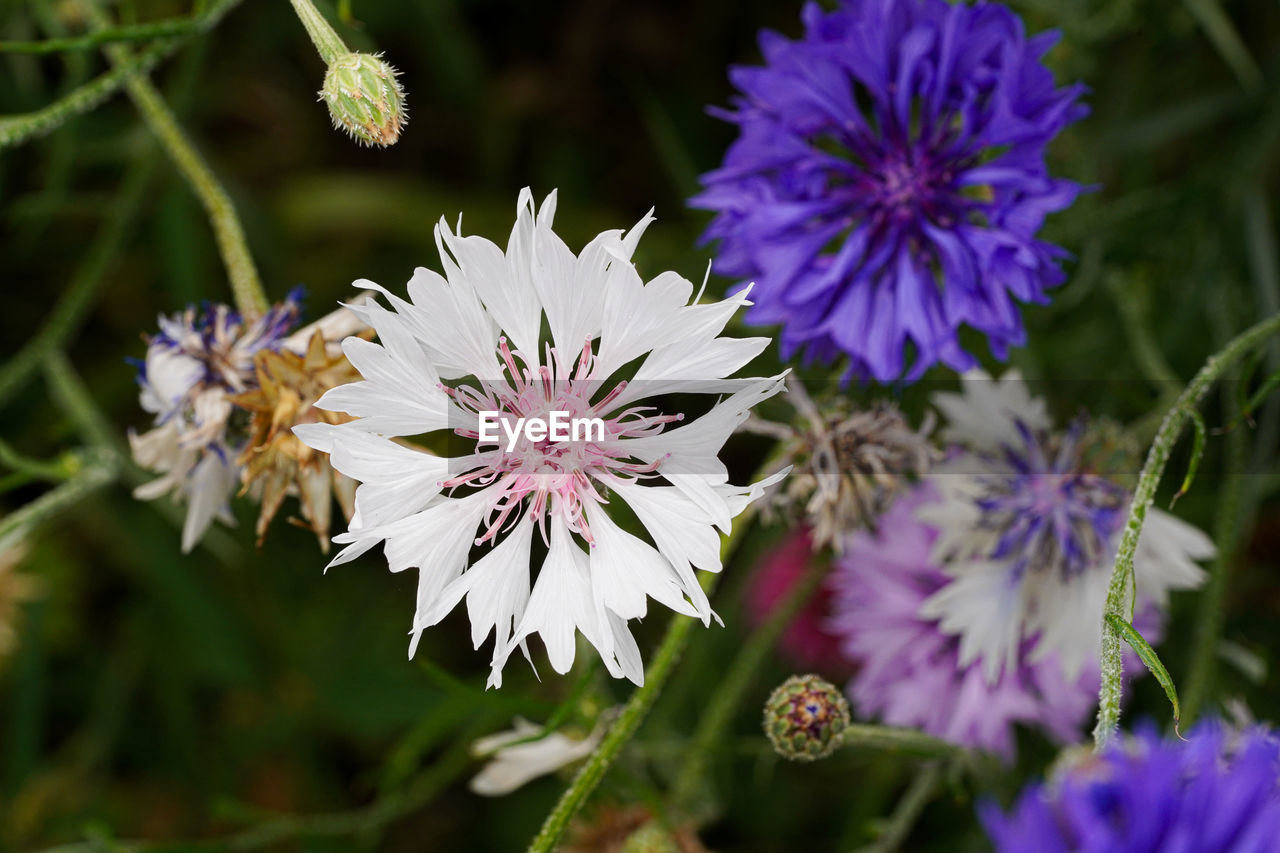 flower, flowering plant, plant, beauty in nature, freshness, nature, close-up, purple, animal wildlife, wildflower, flower head, fragility, animal themes, petal, animal, growth, botany, inflorescence, no people, meadow, macro photography, insect, outdoors, aster, summer, focus on foreground, food, herb, food and drink, wildlife, blossom, outdoor pursuit, springtime, vegetable