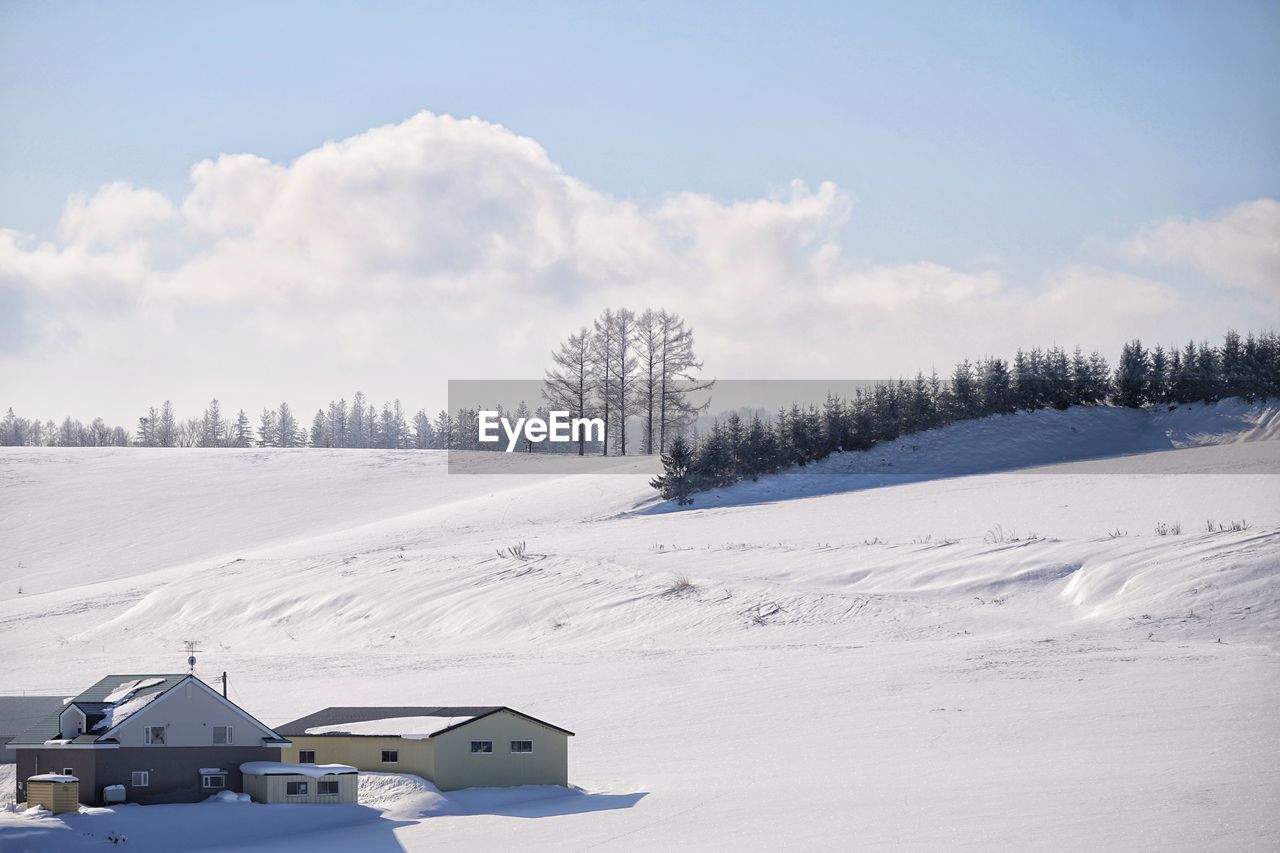 PANORAMIC VIEW OF TREES ON SNOW COVERED LANDSCAPE