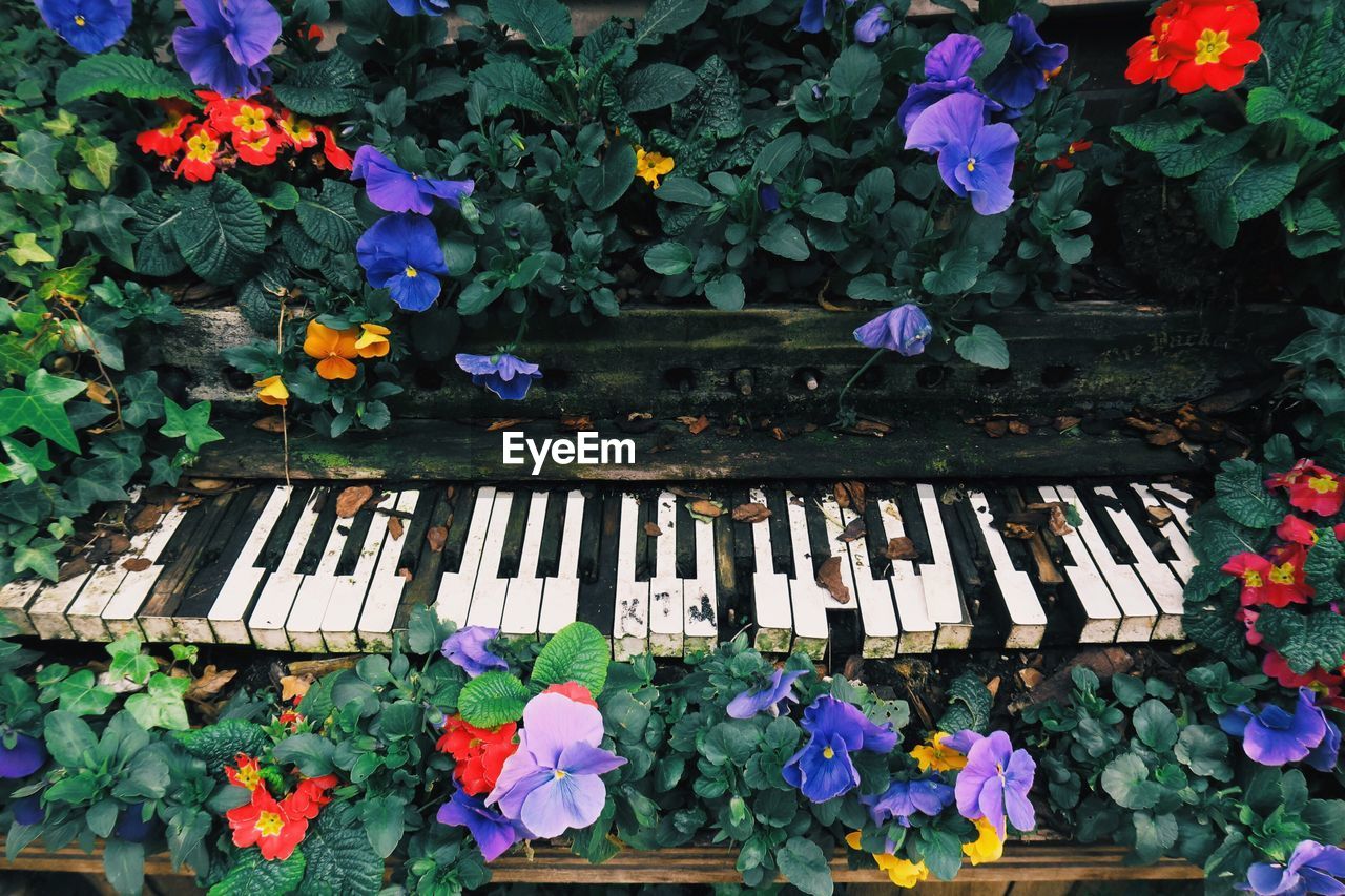 High angle view of abandoned piano keys amidst flowers