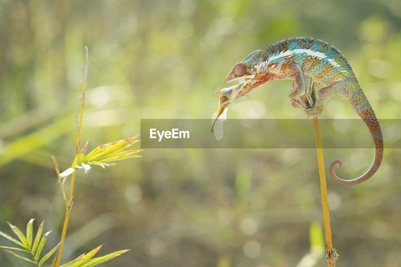 Close-up of a chameleon