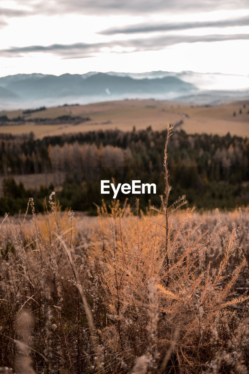 Plants growing on land against sky