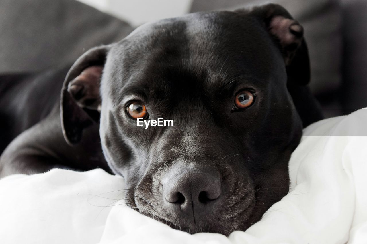 Portrait of black dog relaxing on bed at home