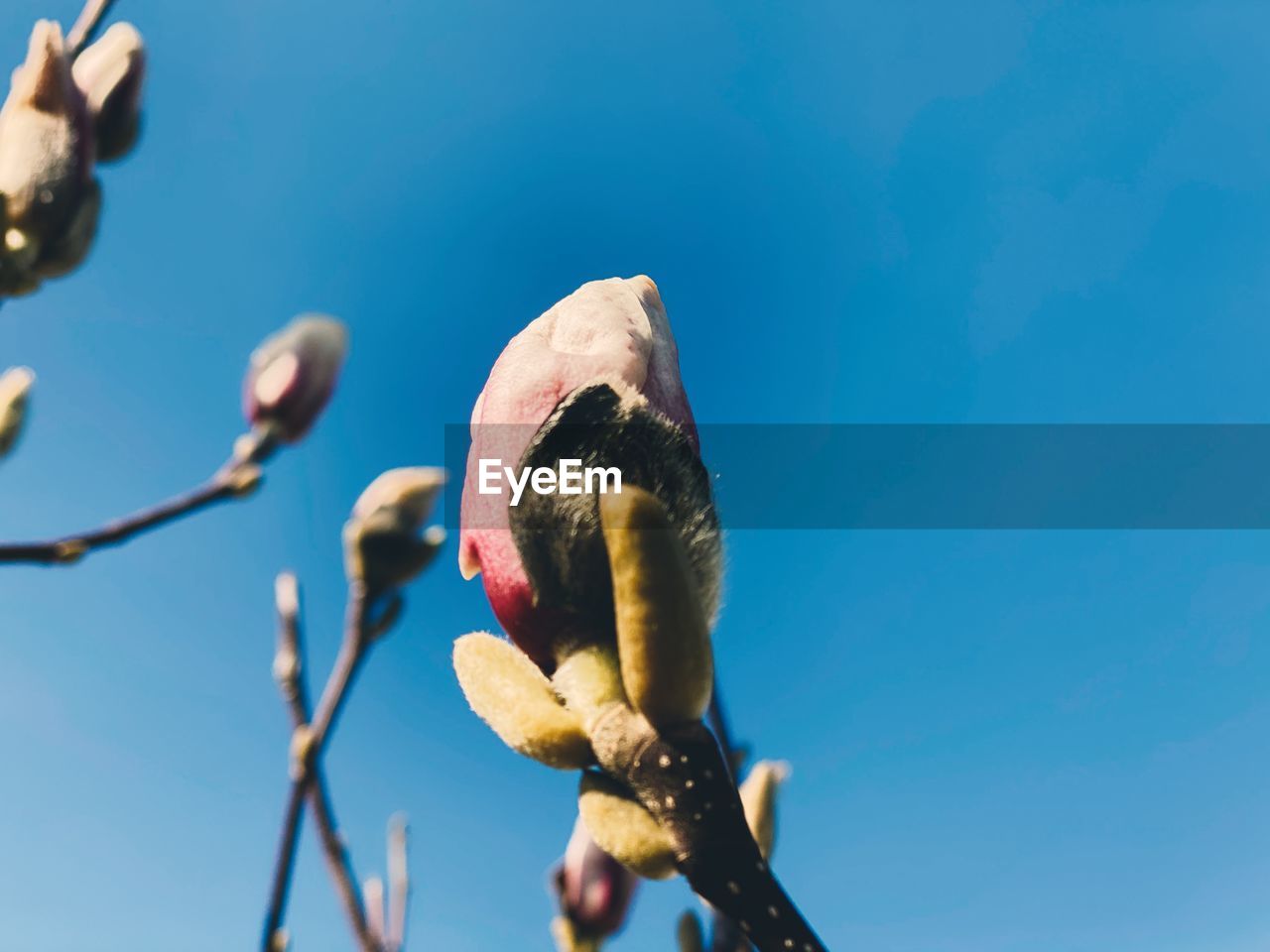 Low angle view of magnolia buds against blue sky