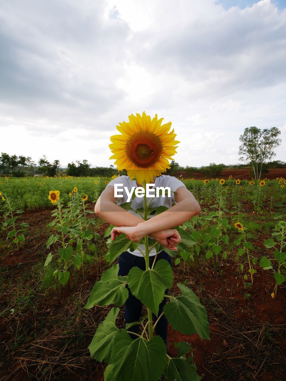 Sunflower in field against cloudy sky