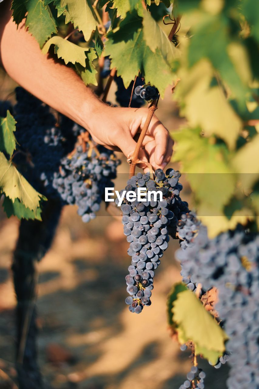 CLOSE-UP OF WOMAN HOLDING GRAPES