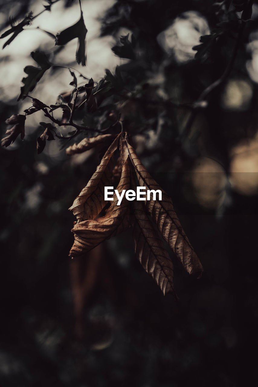 leaf, tree, plant, plant part, nature, darkness, branch, no people, black, autumn, sunlight, dry, close-up, outdoors, focus on foreground, macro photography, beauty in nature, light, tranquility, selective focus, fragility, growth, twig