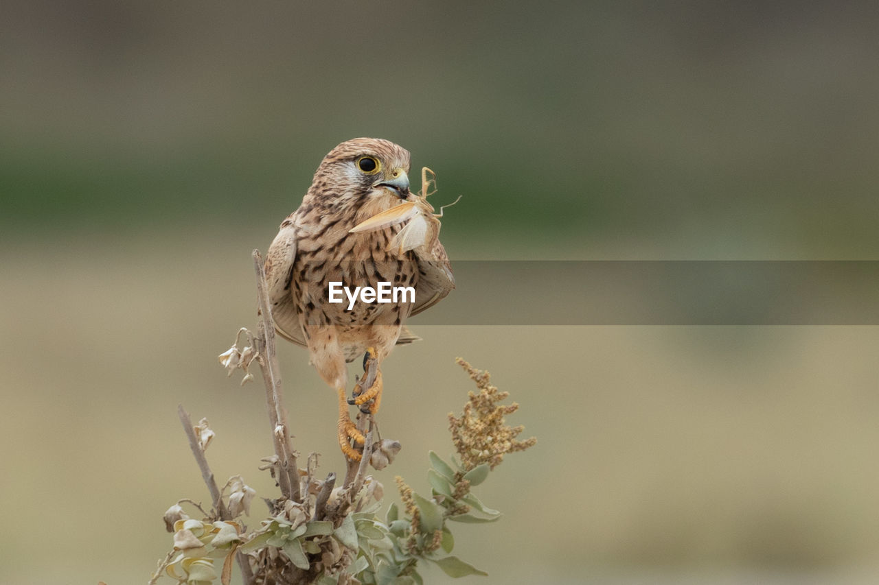 Close-up of bird perching on plant