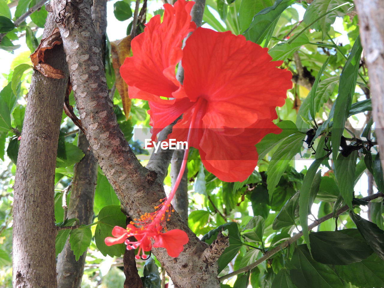 CLOSE-UP OF RED HIBISCUS FLOWER ON TREE