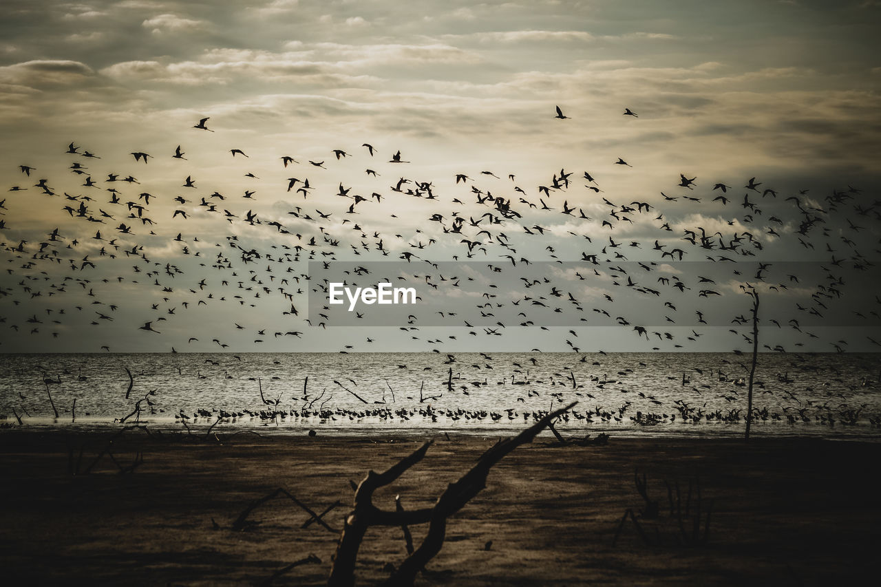 Flock of birds flying over sea against sky