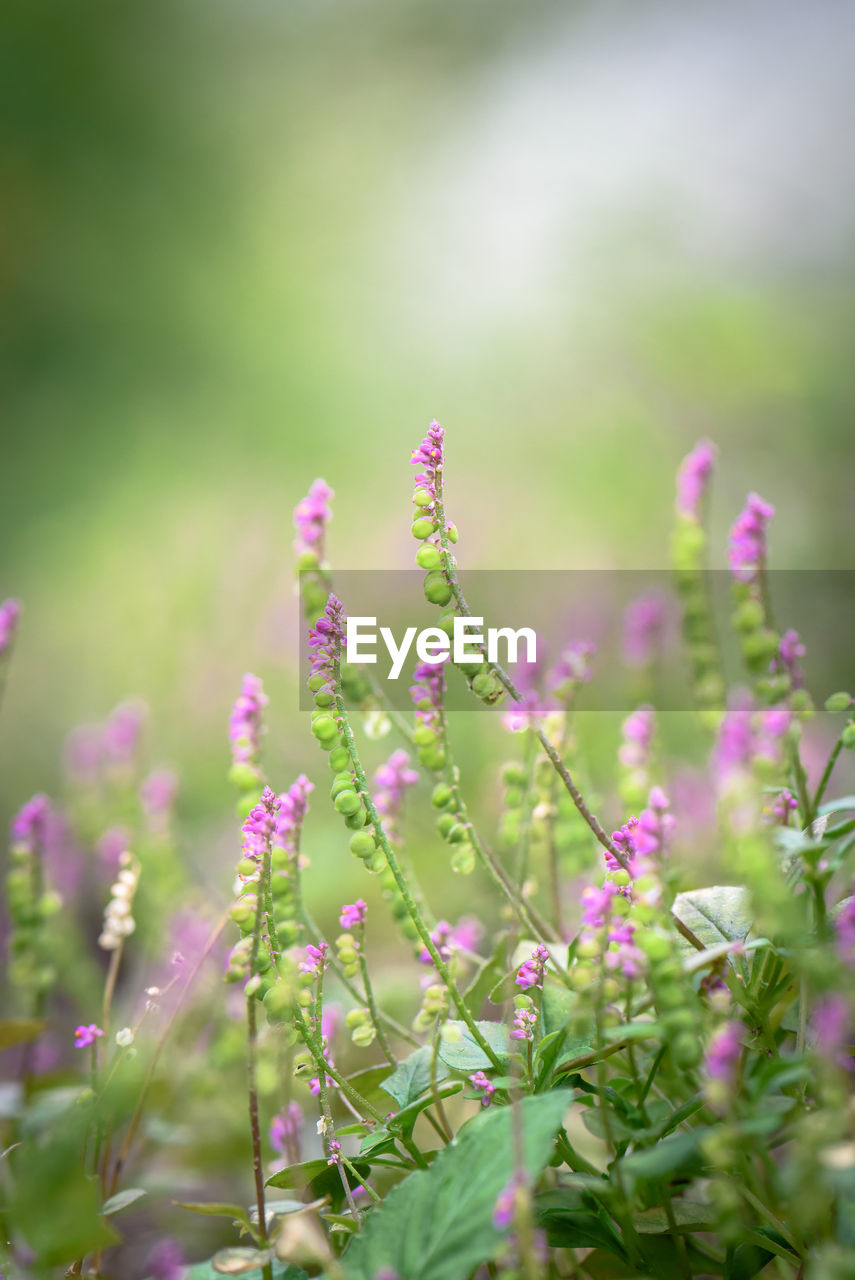 Close-up of purple milkwort flowers