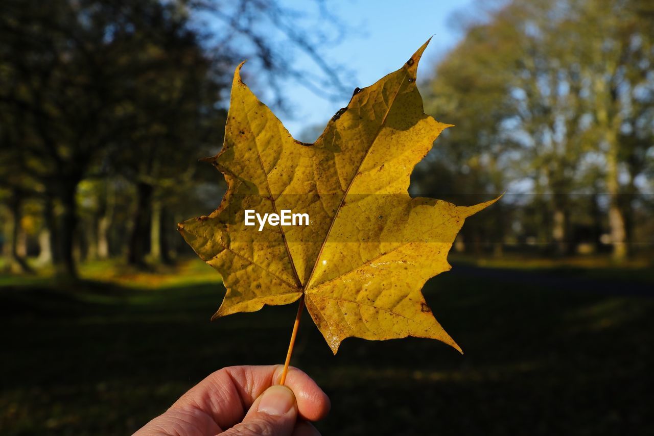 Cropped image of hand holding autumn leaf