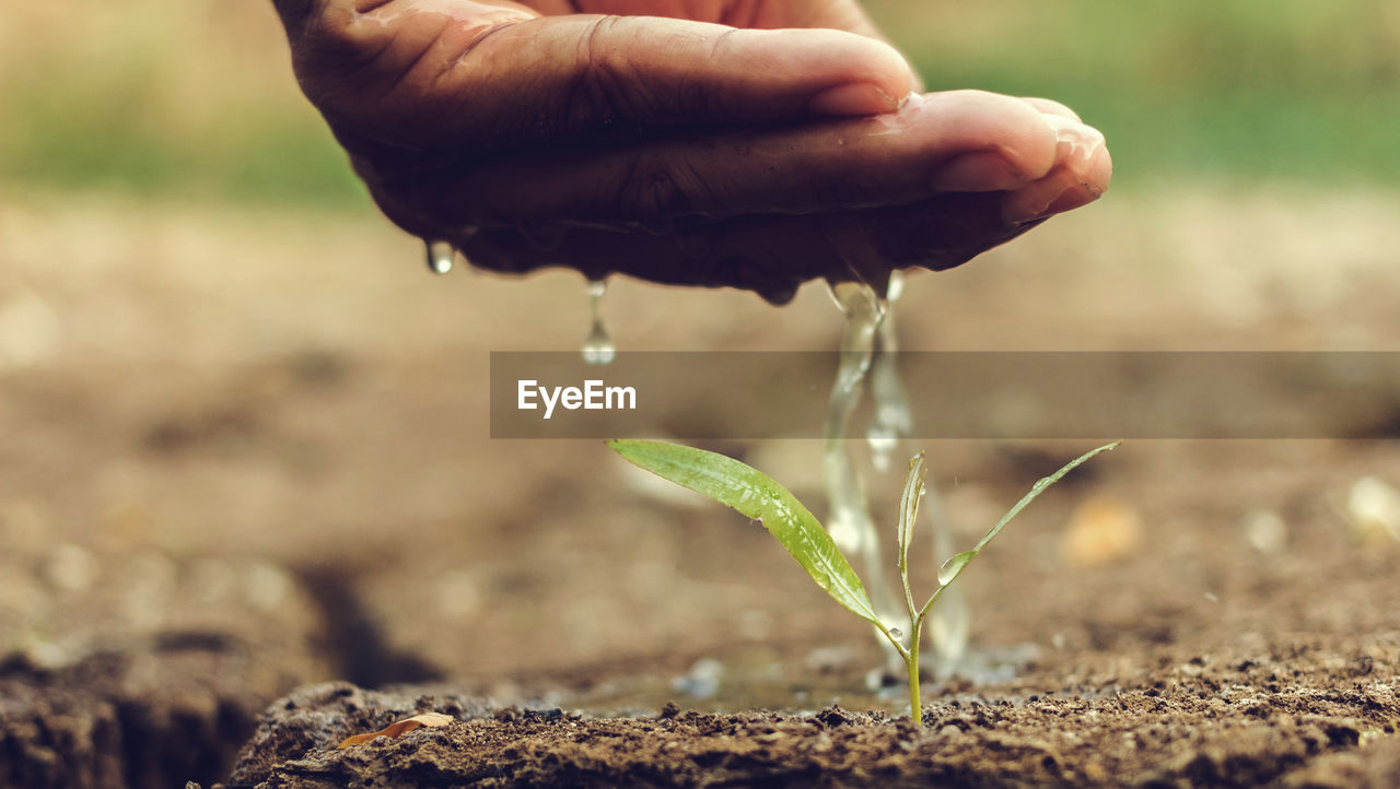 Close-up of cropped hand watering seedling on field