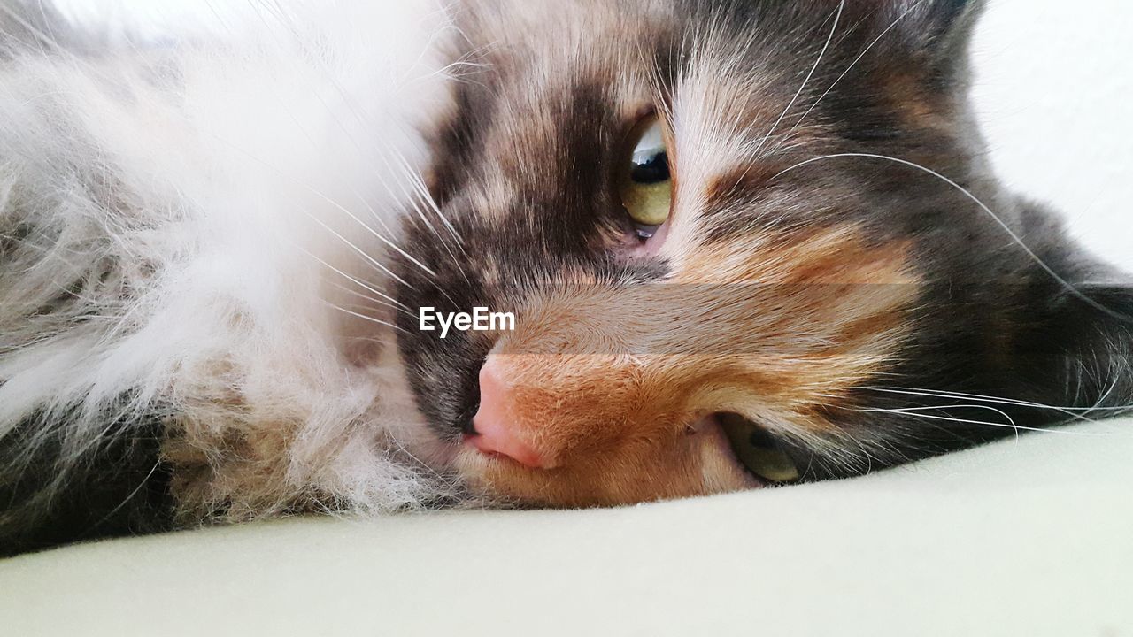 Close-up portrait of cat relaxing at home