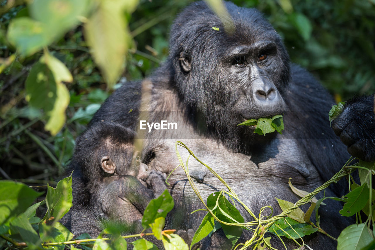 Close-up of gorilla with baby amidst plants