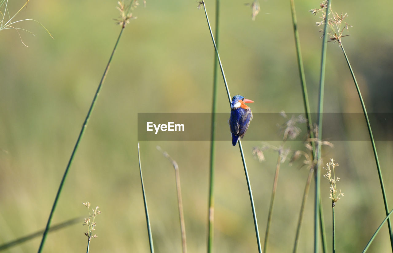 BIRD PERCHING ON A LEAF