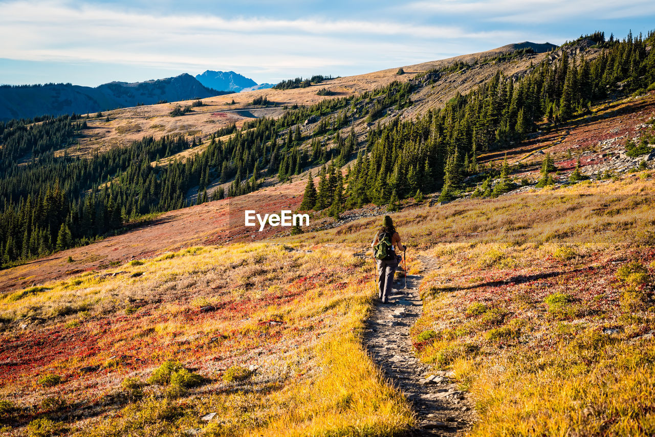 Female hiker crossing a red and gold colored meadow in the mountains of olympic national park