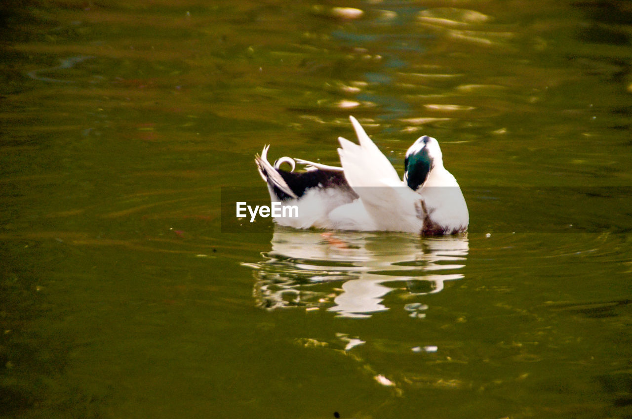 SWANS SWIMMING ON LAKE