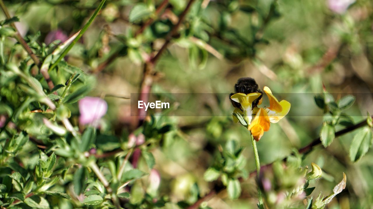 CLOSE-UP OF BUTTERFLY ON FLOWER