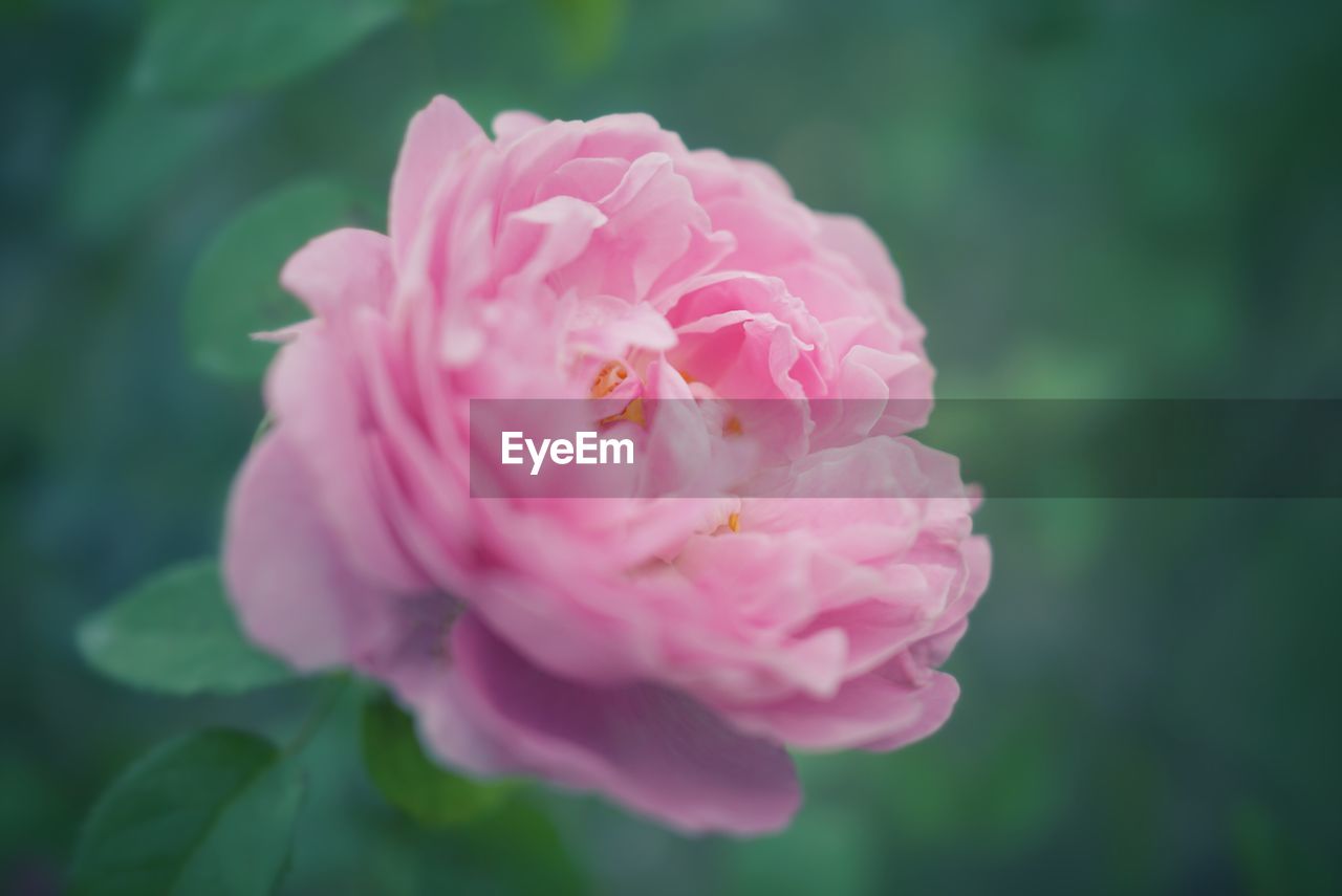 Close-up of pink rose blooming on field