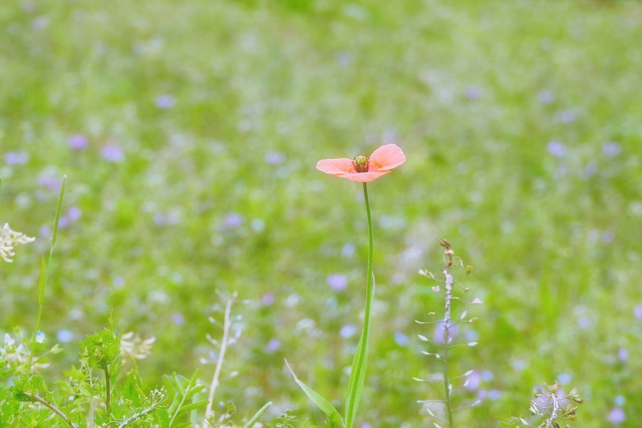 Flower growing on field