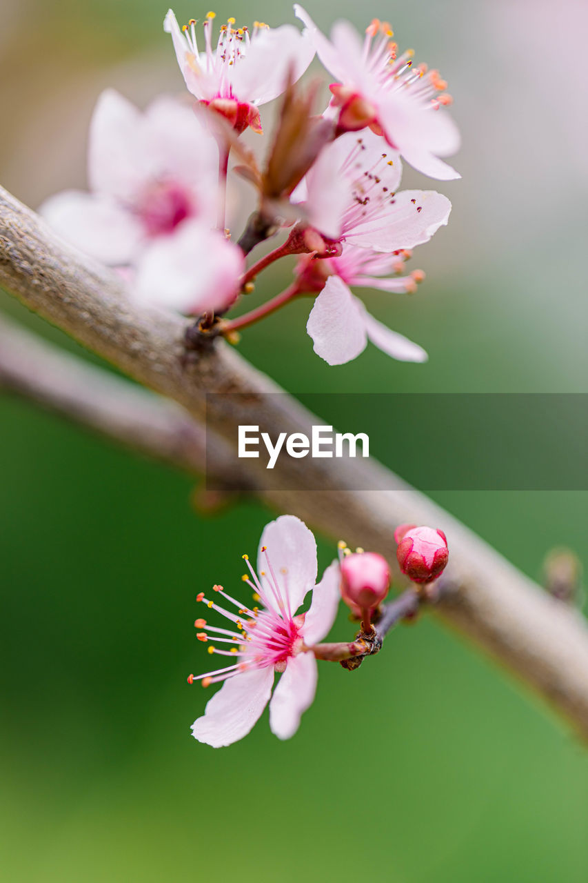Close-up of pink cherry blossom