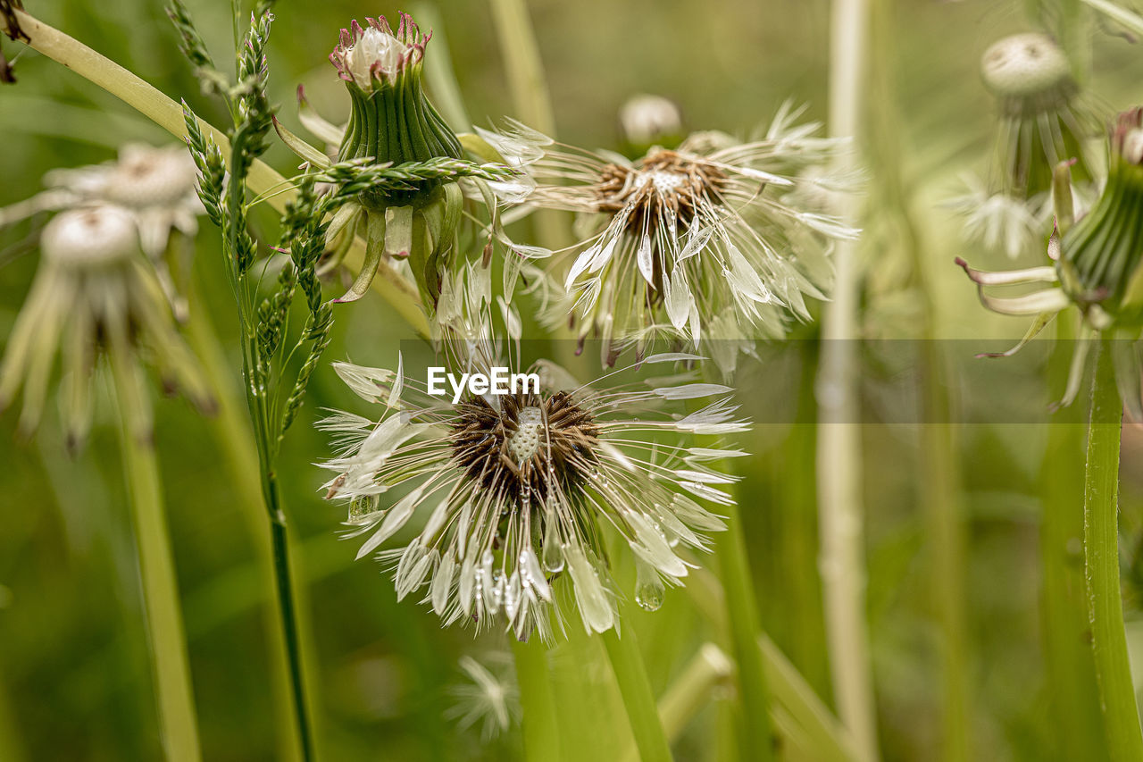 Close-up of dandelion on plant