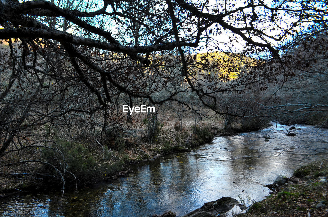 RIVER AMIDST TREES IN FOREST