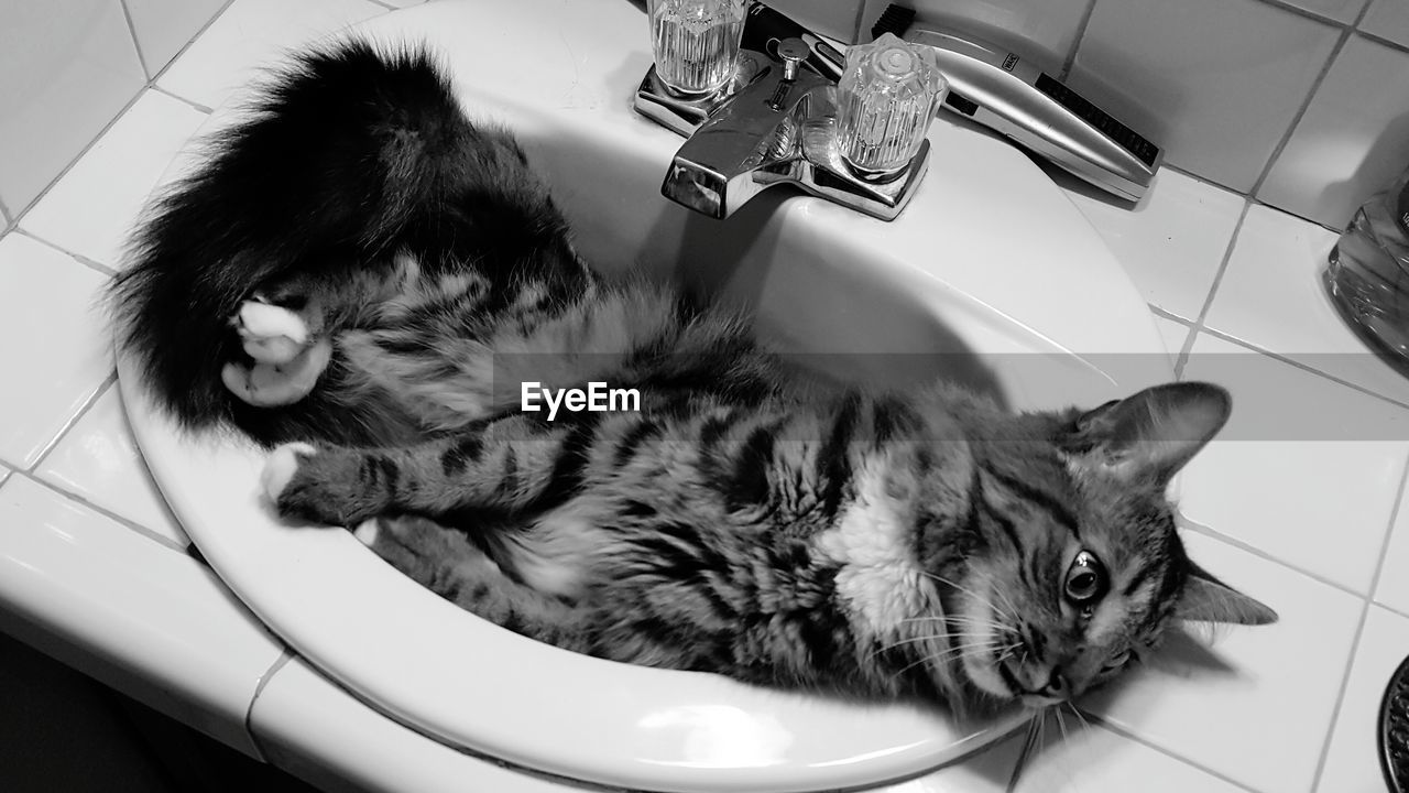 High angle view of cat lying on sink