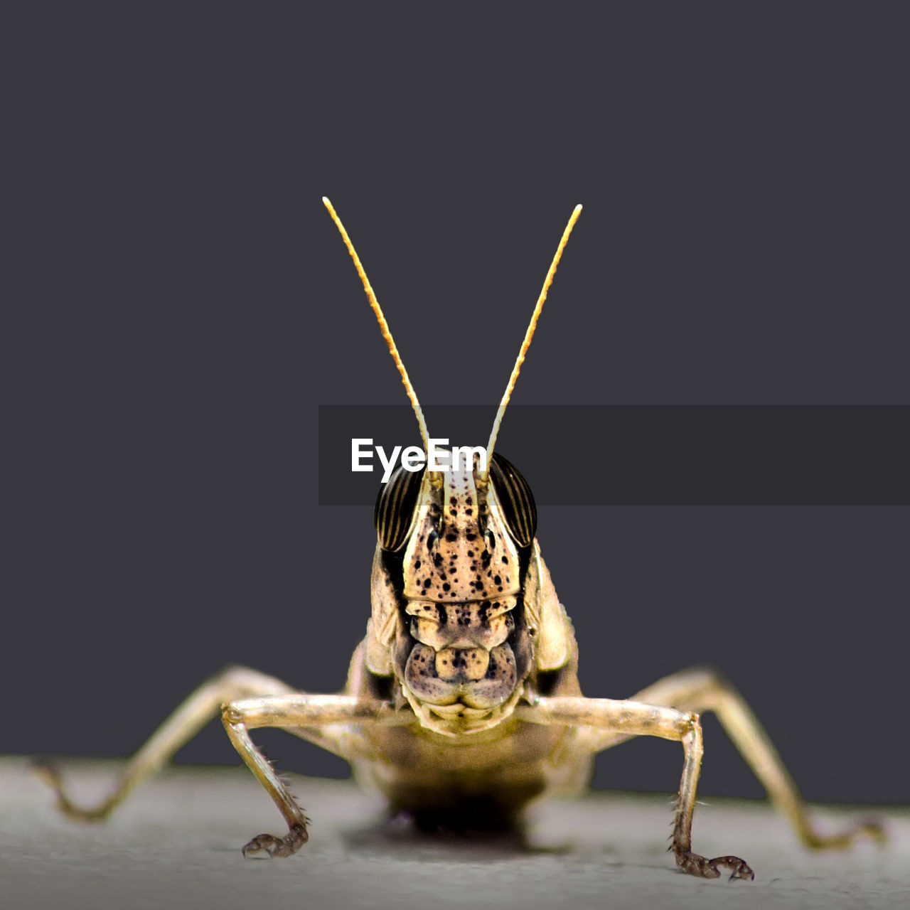 Close-up of grasshopper