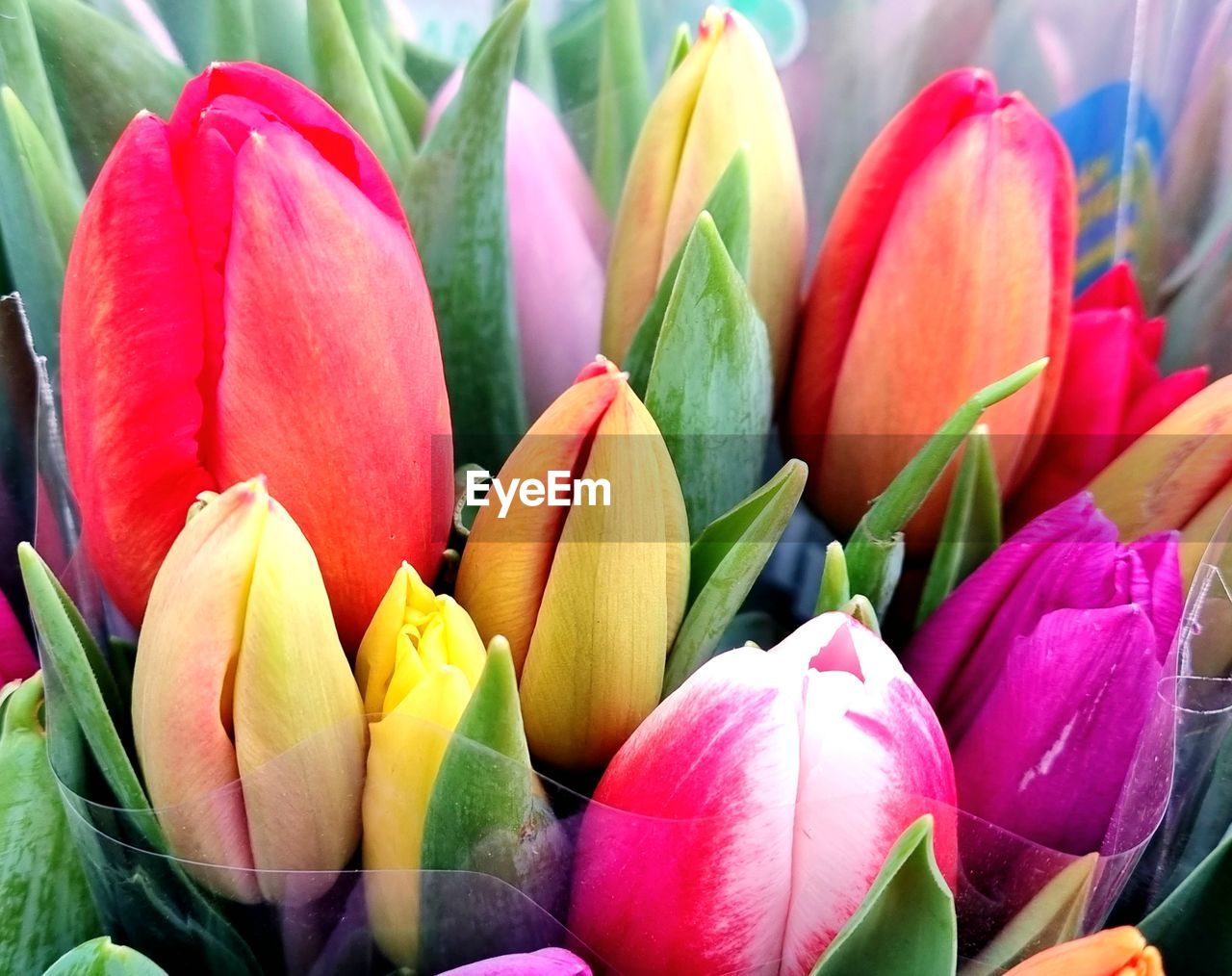flower, flowering plant, plant, tulip, freshness, beauty in nature, close-up, fragility, multi colored, nature, petal, no people, flower head, pink, inflorescence, growth, leaf, day, plant part, springtime, vibrant color, green, outdoors, abundance, large group of objects, retail, backgrounds