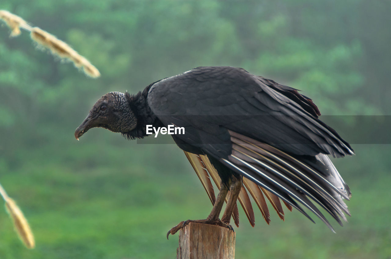 CLOSE-UP OF BIRD PERCHING ON STEM