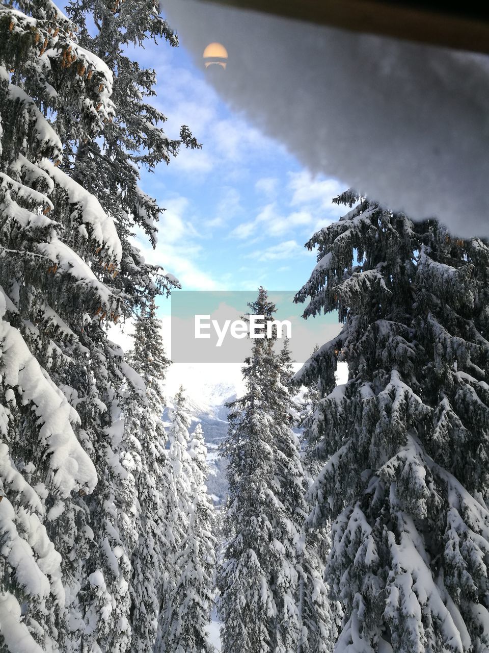 LOW ANGLE VIEW OF TREE AGAINST SKY