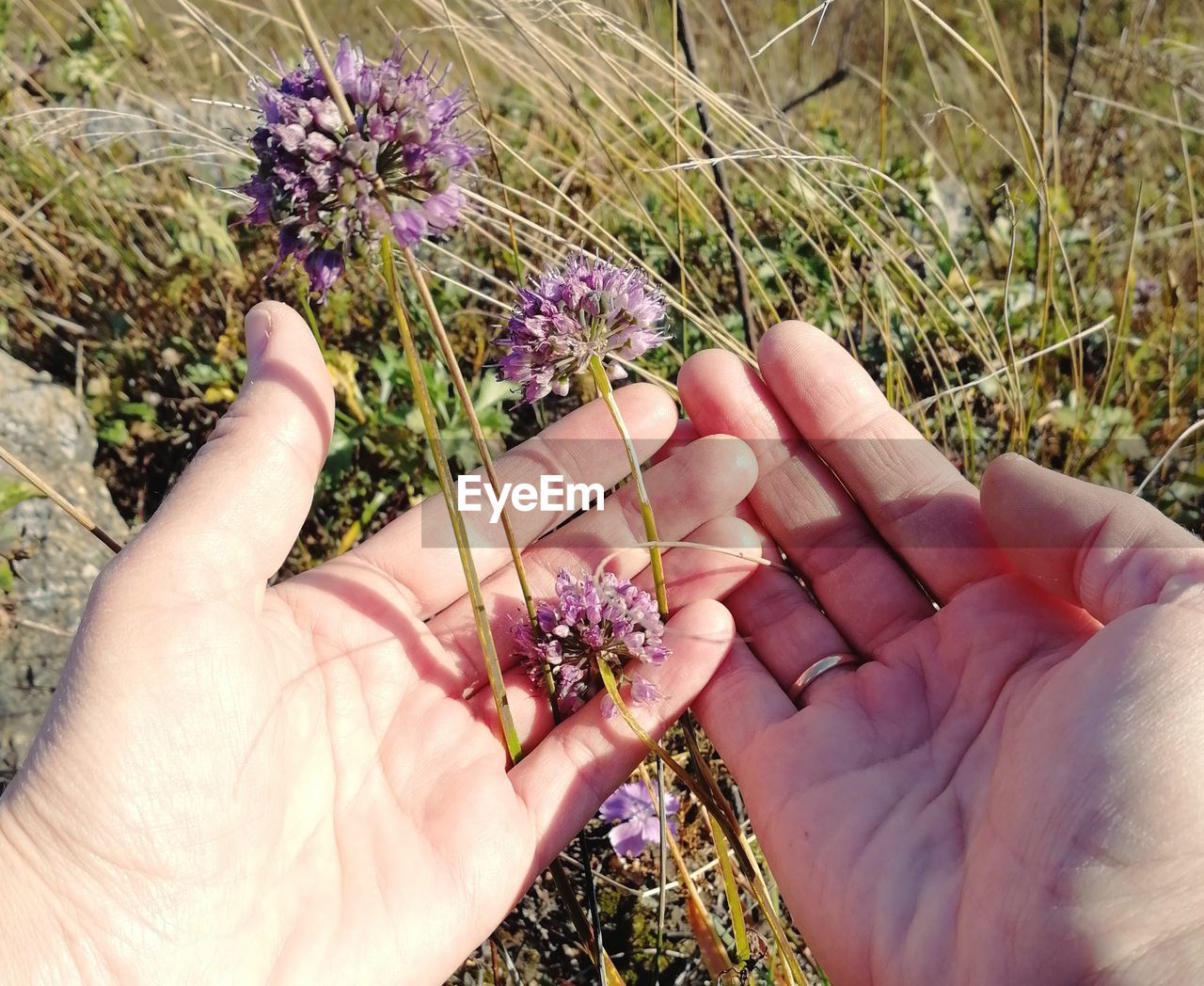 CLOSE-UP OF HAND HOLDING PURPLE FLOWER