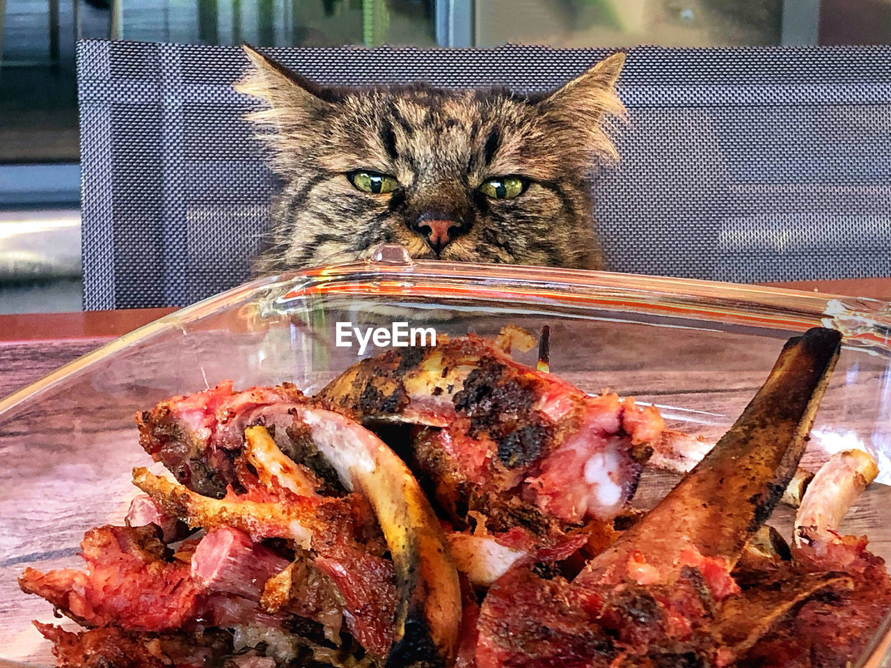 Close-up of cat looking at meat on table