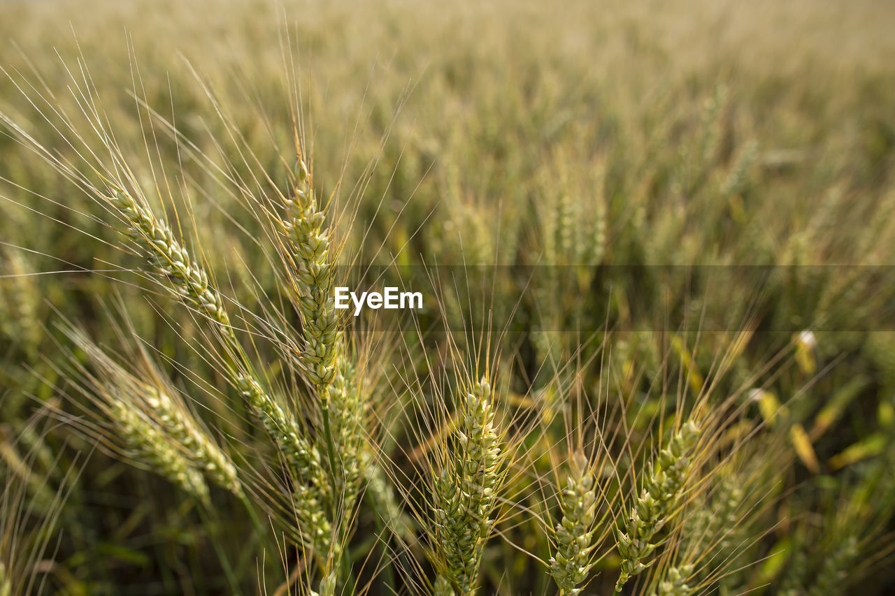 Spikelets of wheat triticum on a blurred background of the field, in the countryside. rich harvest.