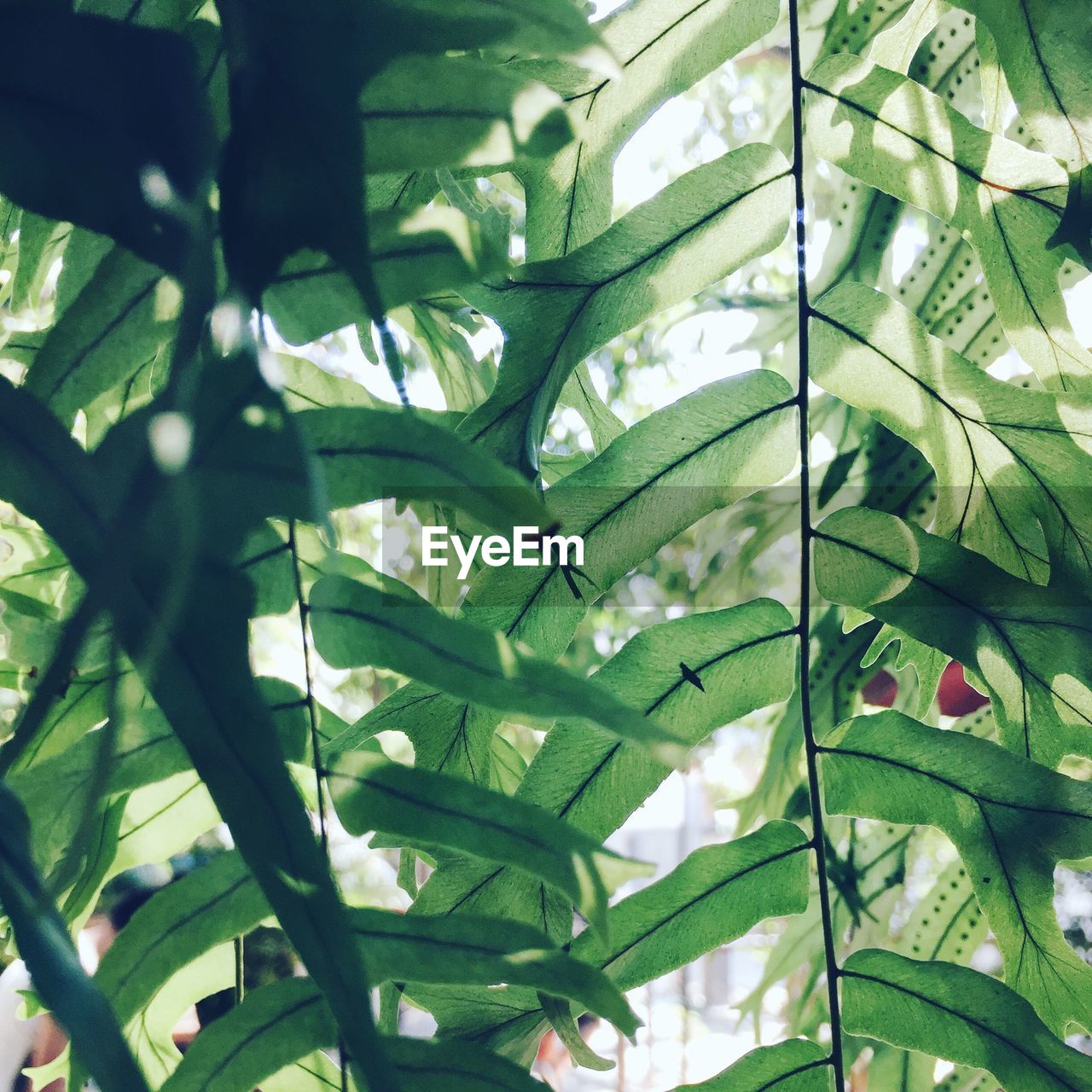 CLOSE-UP OF FRESH GREEN PLANTS