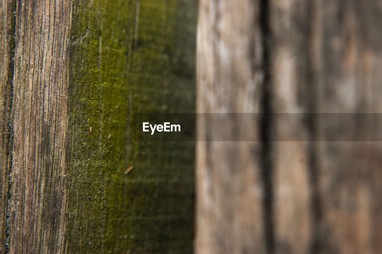 CLOSE-UP OF TREE TRUNK IN FOREST