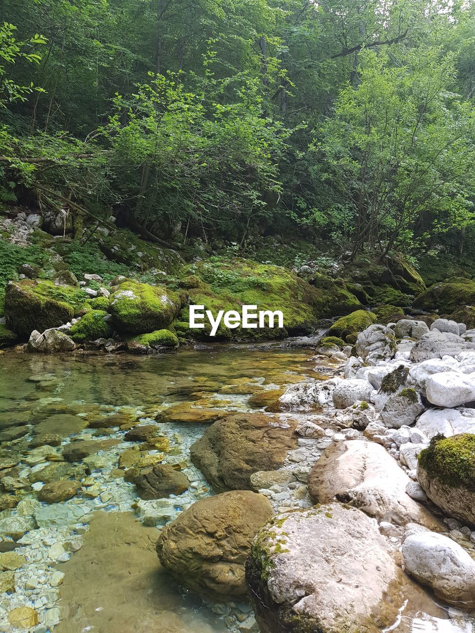 SCENIC VIEW OF RIVER FLOWING IN FOREST