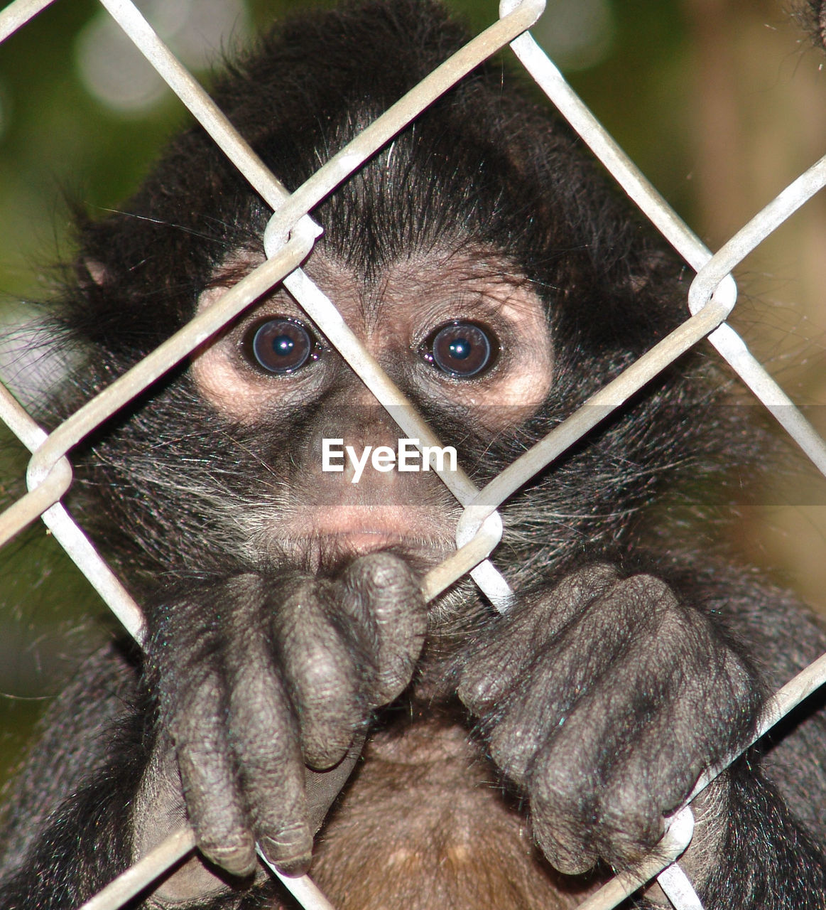 PORTRAIT OF BABY IN CAGE