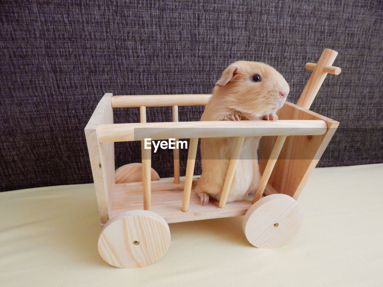 Cute golden guinea pig in wooden toy cart