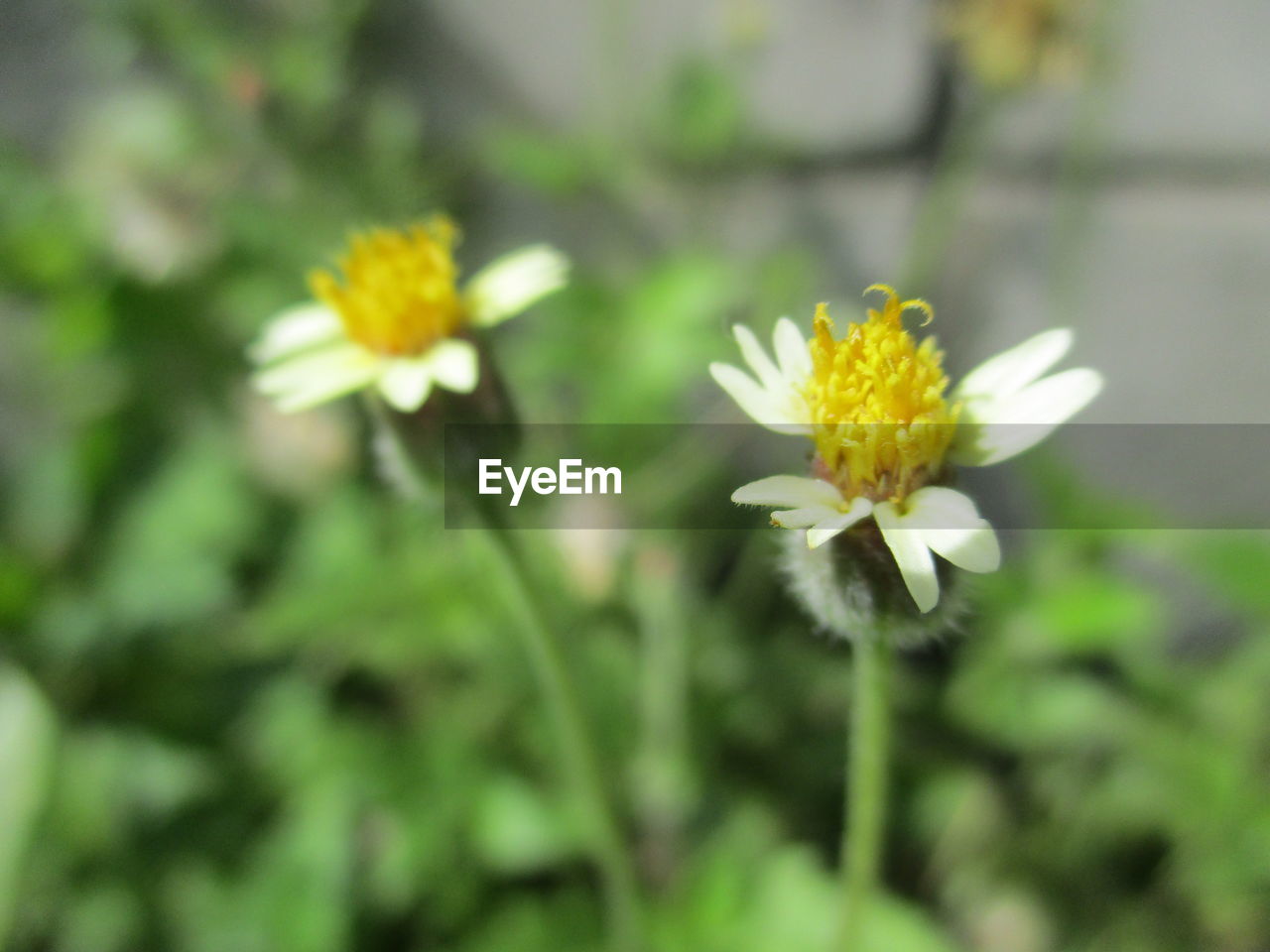 CLOSE-UP OF YELLOW FLOWER BLOOMING