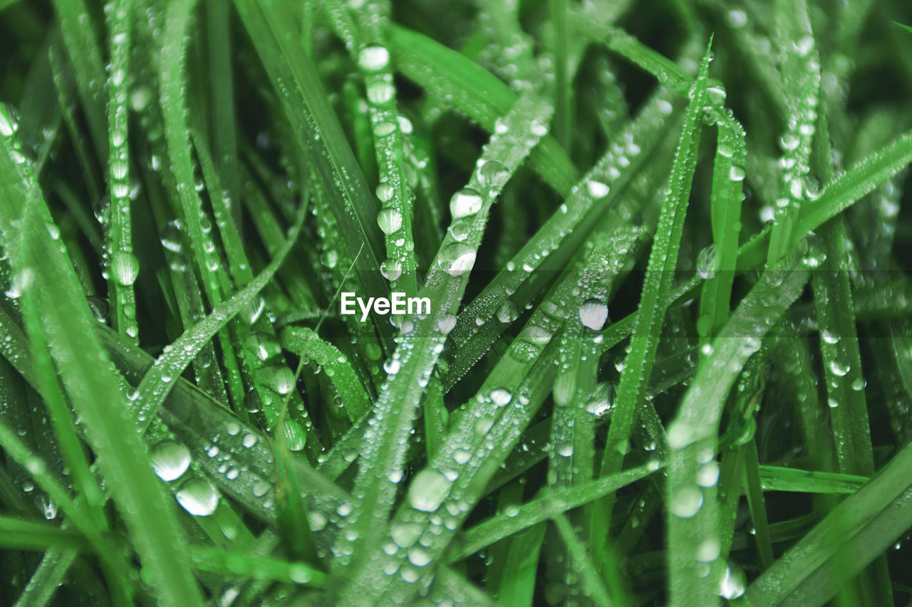 drop, green, wet, water, plant, growth, nature, dew, grass, moisture, beauty in nature, close-up, plant stem, no people, rain, blade of grass, freshness, macro photography, leaf, plant part, backgrounds, lawn, raindrop, full frame, selective focus, outdoors, day, flower, focus on foreground, environment, hierochloe, tranquility, rainy season