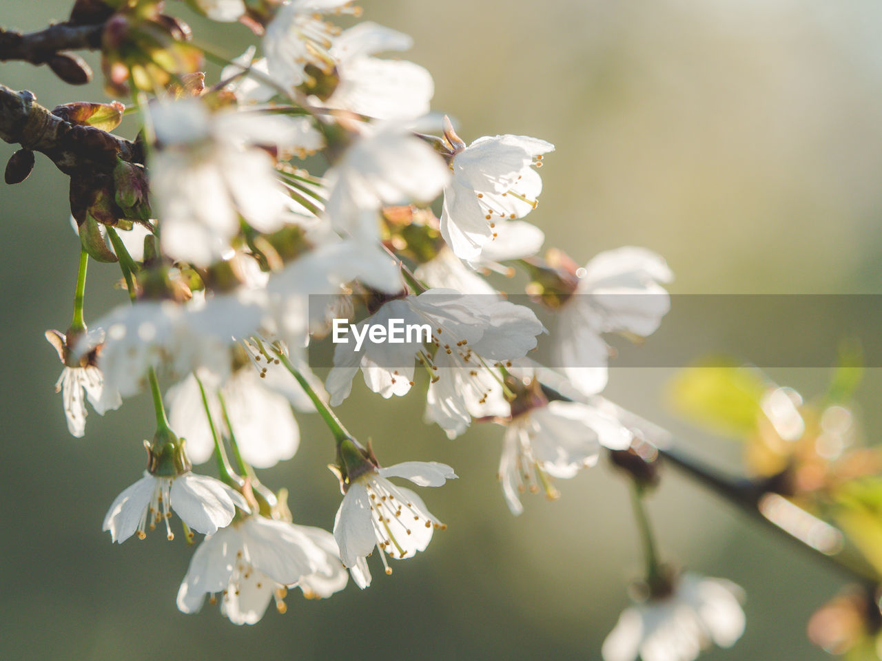 Close-up of white flowers on tree