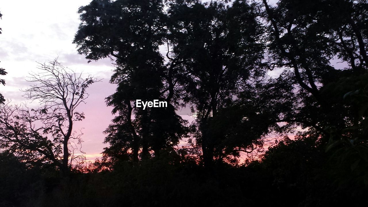 LOW ANGLE VIEW OF TREES AGAINST SKY